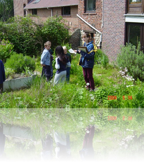 Geneeskrachtige en aromatische planten